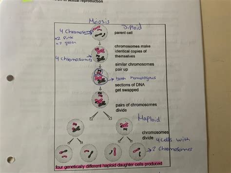 B13 Cell Division In Sexual Reproduction Flashcards Quizlet