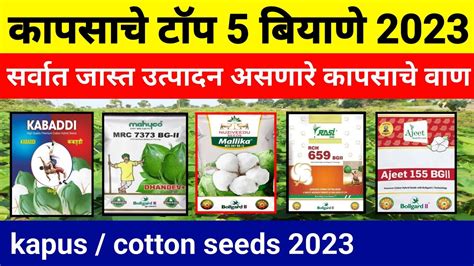 कापसाचे टॉप 5 बियाणे 2023 Kapus Cotton Seeds 2023 कपाशीचे टॉप 5 वाण कापूस व्हरायटी Youtube