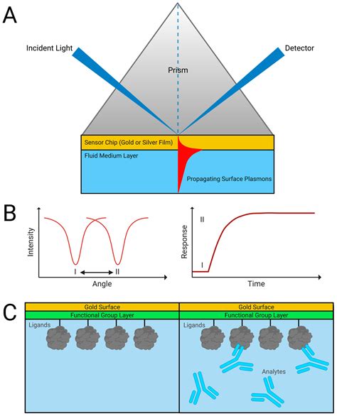 Sensors Free Full Text Application Of The Nicoya Openspr To Studies