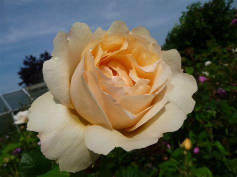 Wollerton Old Hall ® | Rose, apricot, 350 cm (David Austin, 2011 ...