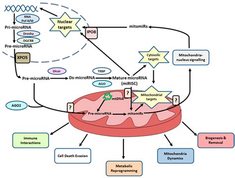 Role Of Micrornas In The Mitochondrion In Breast Cancer As Shown In