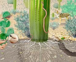 Saguaro Roots Paul Mirocha The Saguaro Cactus Has An Amazing Root