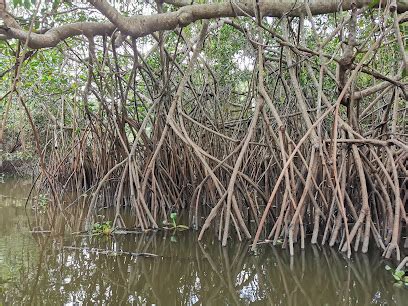 Pantanos De Centla Rivera Alta Tabasco M Xico Acupuntores Y