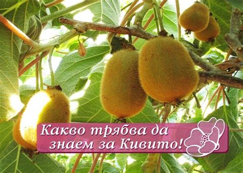 Кивито се пробужда две седмици преди лозата