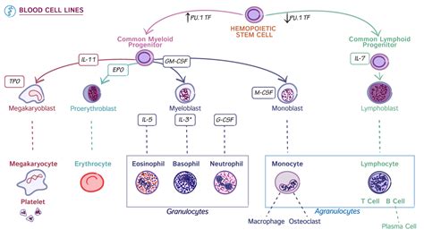 ICOM Cumulative Curricular Review III Blood Cell Lines Ditki Medical