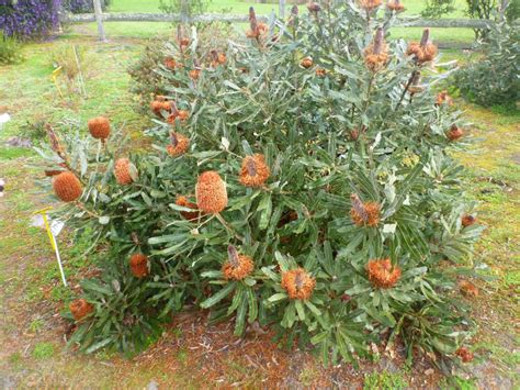 Banksia menziesii – Menzies Banksia | Gardening With Angus