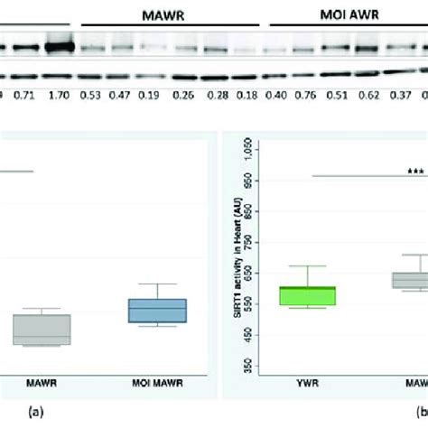 Sirtuin 1 Sirt1 Protein Expression And Activity Were Measured In The Download Scientific