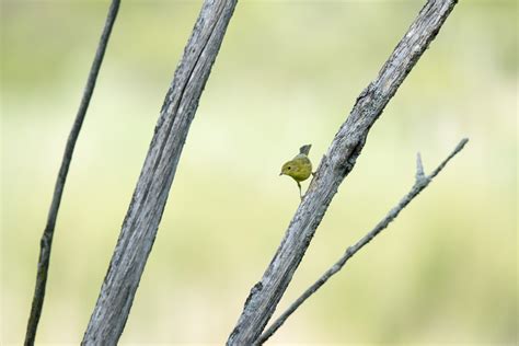 Free Images Nature Branch Wing Leaf Wildlife Green Fauna Twig