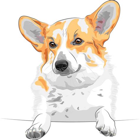 Dibujo Perro Corgi Galés Pembroke Sonriendo Vector Premium