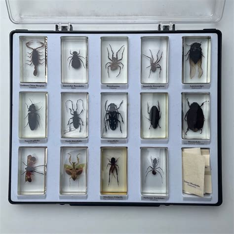 Vintage Collection Of Genuie Naturalized Insects In Resin Blocks Etsy