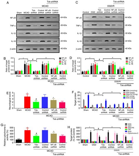 A Western Blot Analysis And B Quantification Of Nf κb Tnf α Il 1β