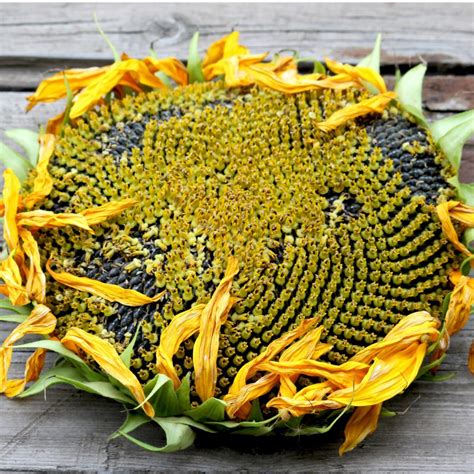 How To Harvest Dry Roast Sunflower Seeds With Ease