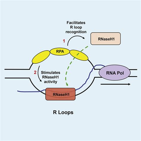 Functions Of Replication Protein A As A Sensor Of R Loops And A