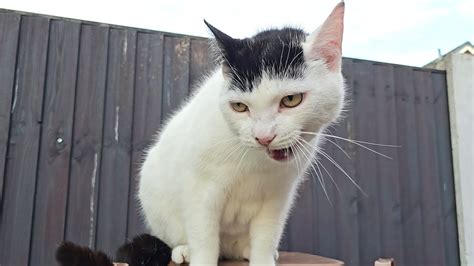 Cat Meowing Loudly 2 YouTube