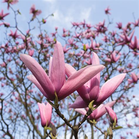 Galaxy Magnolia Tree Form Natorp S Online Plant Store