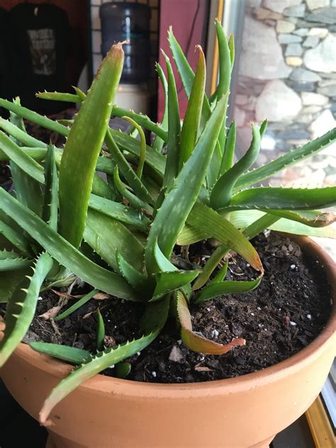 Why Did My Aloe Vera Plant Turn Brown Plantă Blog