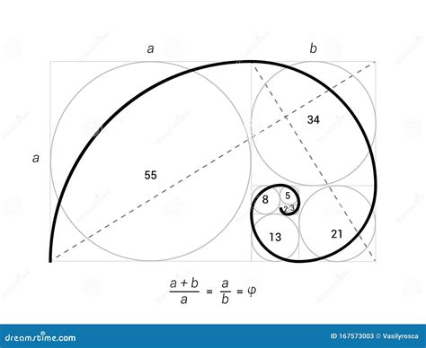 Secci N Espiral De Proporci N Vectorial De La Relaci N Dorada Geometr A