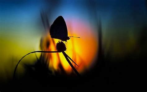 Butterfly Silhouette Butterfly Sunset Wallpaper Macro Photos