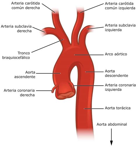 Arteria aorta partes ubicación anatomia función importancia clínica