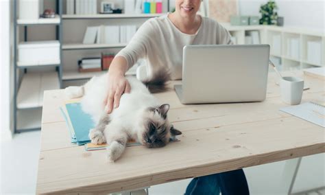 Homeoffice Mit Heimtiger Klappt Super Kuschelplatz Auf Dem