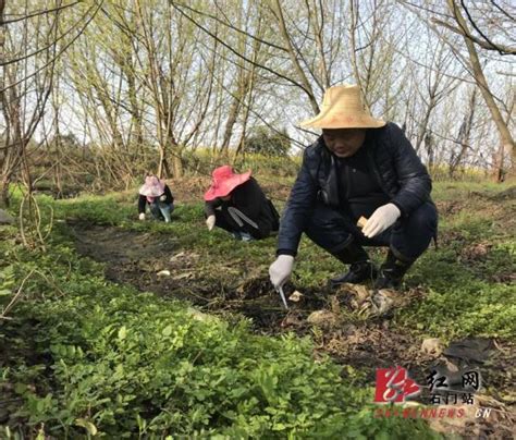 血防院：积极开展春季查螺工作部门动态石门新闻网