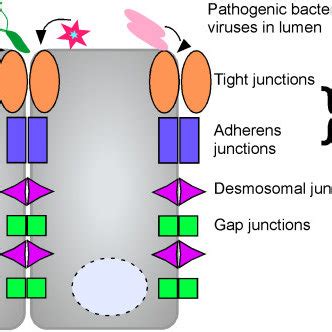 Intercellular Junctions Form The Epithelial Barrier Several Bacteria