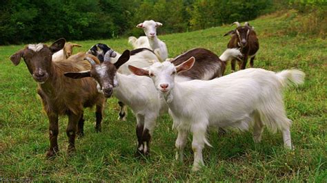 Goat Farming बकरी पालन के लिए राज्य सरकार दे रही 90 तक की सब्सिडी