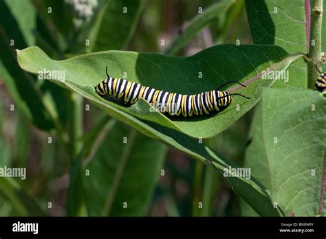 Monarch Butterfly Caterpillar Danaus Plexippus Feeding On Common