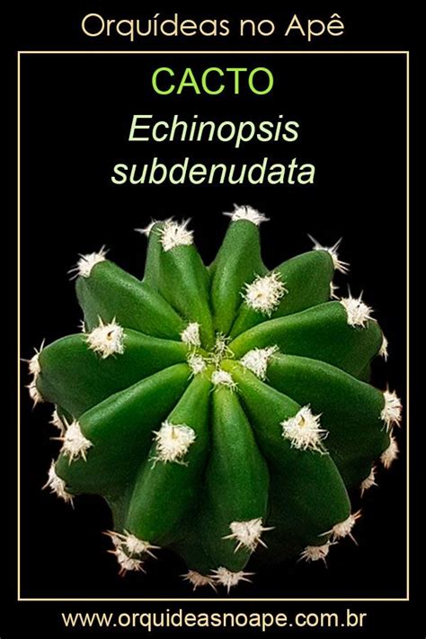 Cacto Echinopsis Subdenudata Nomes De Cactos Fotos De Cactos Cactos