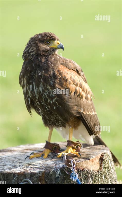 Bird of Prey Stock Photo - Alamy