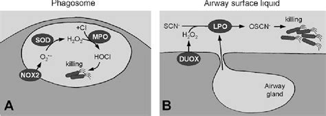 Figure 3 From Mechanisms And Function Of DUOX In Epithelia Of The Lung