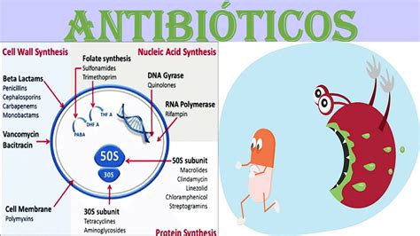 ¿cÓmo Funcionan Los AntibiÓticos Mecanismo De AcciÓn Y ClasificaciÓn