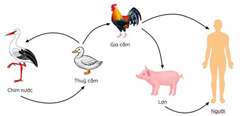 Phương Thức Lây Truyền Nào Sau đây được Gọi Là Truyền Ngang ở Virus