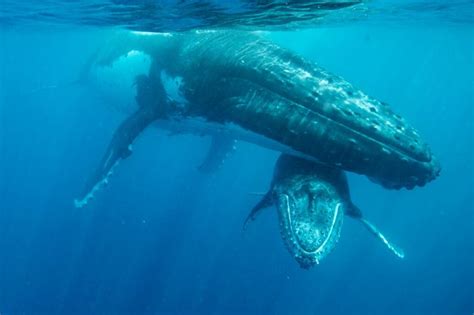 Swimming With Whales In Tonga An Unforgettable Experience