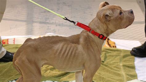 Severely Malnourished Dogs Rescued By Police