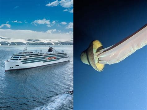 Giant Phantom Jellyfish, Rarely Seen, Spotted During Viking Cruise ...