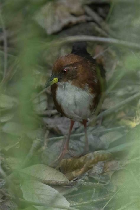 Red And White Crake From Puerto Madero Caba Argentina On April