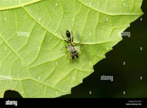 Ant Mimic Spider Myrmarachne Aarey Milk Colony India Ant Mimicry