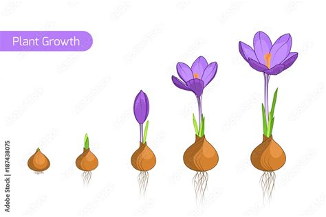 Flower plant growth concept vector design illustration. Crocus ...