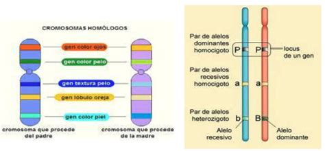 Clase Digital Herencia Genoma Y Biotecnolog A Recursos Educativos