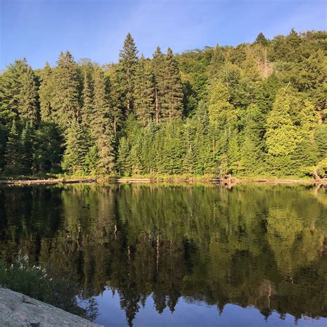 Taiga