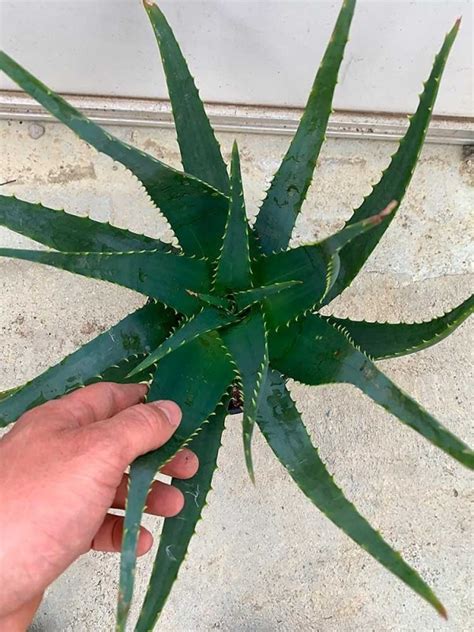 Pianta Di Aloe Arborescens Di Anni A Foglia Grande