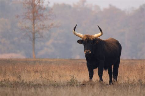 Auerochse Bos Primigenius Im Steckbrief Merkmale Vorkommen