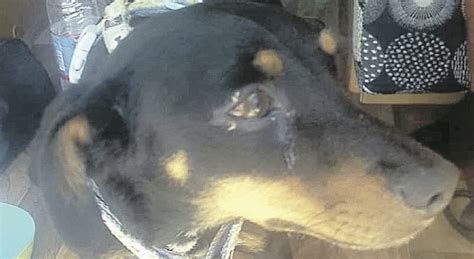 Bari Gli Rubano Il Camper Con Dentro Il Cane Turisti In Ansia Per Ore