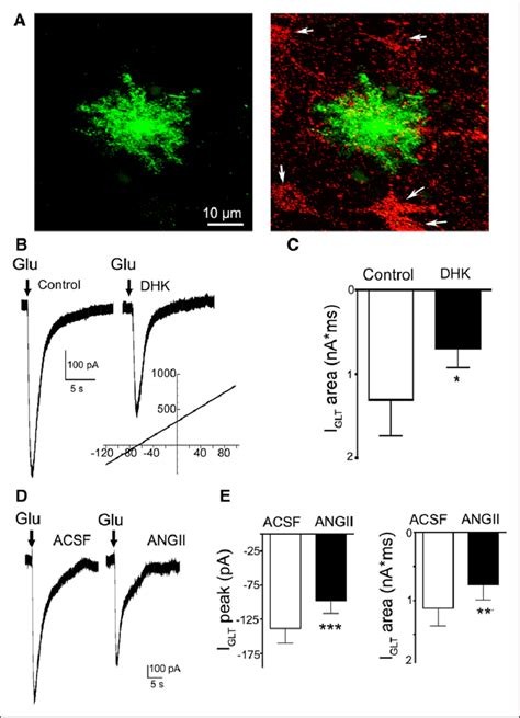 Angiotensin Ii Angii Inhibits Astrocyte Glutamate Transporter