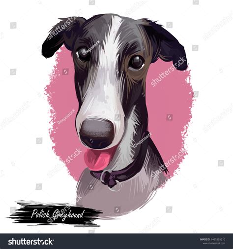 Greyhounds Art Stock Photos and Pictures - 2,756 Images | Shutterstock