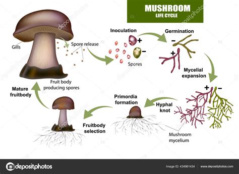 Ciclo De Vida Mushroom Esporas Productoras De Cuerpo De Fruta Stock