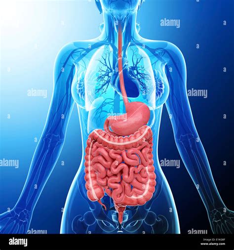 Human Digestive System Hi Res Stock Photography And Images Alamy