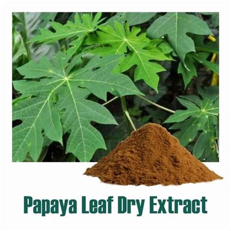 Papaya Leaf Extract Packaging Type Drum Packaging Size 25 KG At Rs