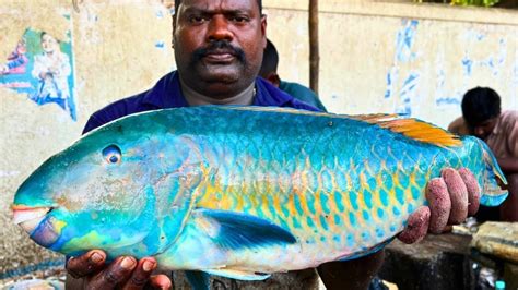 KASIMEDU SPEED SELVAM VERY RARE PARROT FISH CUTTING VIDEO CUTTING